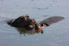 Whipsnade-053