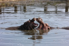 Whipsnade-054