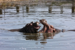 Whipsnade-055