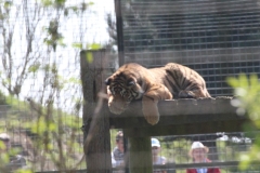 Whipsnade-020