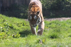 Whipsnade-021
