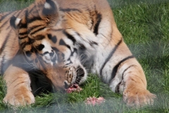 Whipsnade-027