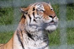 Whipsnade-029