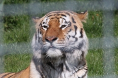 Whipsnade-030