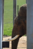 Whipsnade-035