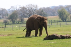 Whipsnade-037