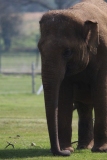 Whipsnade-039