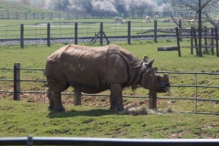 Whipsnade-044