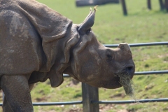 Whipsnade-045
