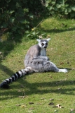 Whipsnade-053