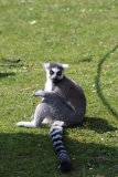 Whipsnade-057
