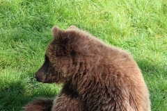 Whipsnade-060