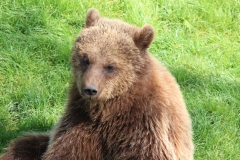 Whipsnade-061