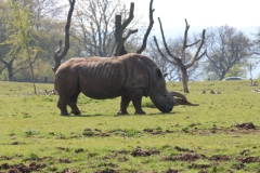 Whipsnade-071