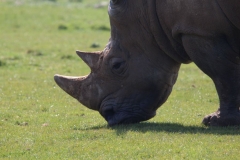 Whipsnade-073