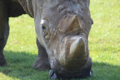 Whipsnade-074