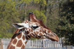 Whipsnade-077