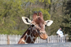 Whipsnade-079
