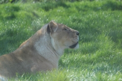 Whipsnade-083