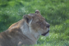 Whipsnade-086