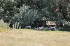 Wymondham-002
