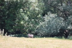 Wymondham-003
