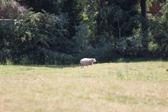 Wymondham-004