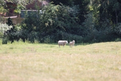 Wymondham-005