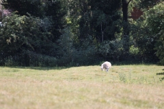 Wymondham-006
