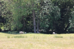 Wymondham-007