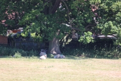 Wymondham-008