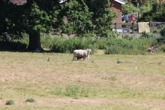 Wymondham-010