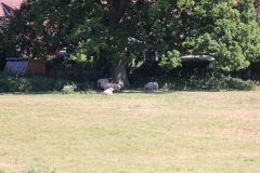 Wymondham-011