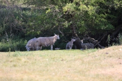 Wymondham-012