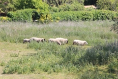 Wymondham-016