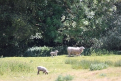 Wymondham-018