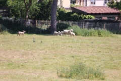 Wymondham-019