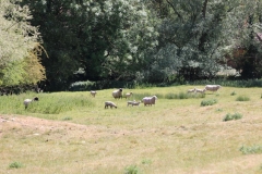 Wymondham-021