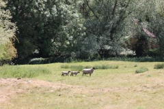 Wymondham-022