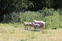 Wymondham-024