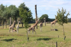 Woburn-Safari-Park-019