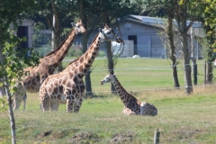 Woburn-Safari-Park-021