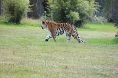 Woburn-Safari-Park-069