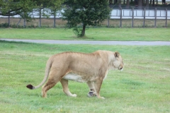 Woburn-Safari-Park-081