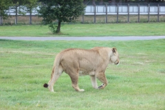 Woburn-Safari-Park-082