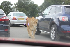 Woburn-Safari-Park-083