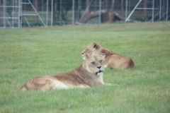 Woburn-Safari-Park-086