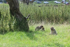 Longleat-046