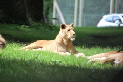 Longleat-067