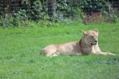 Longleat-069